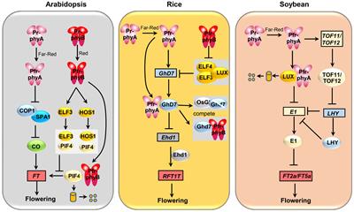 Functional dissection of phytochrome A in plants